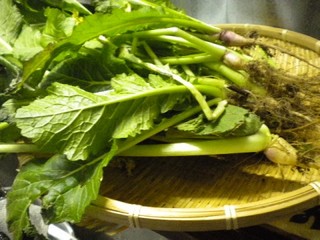 2011-12-27_nozawana1.JPG