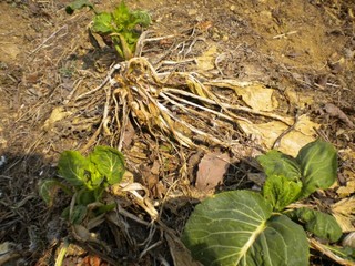 2012-04-17_komatsuna1.JPG