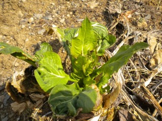 2012-04-17_komatsuna_haname.JPG