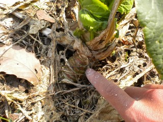 2012-04-17_komatsuna_nekko1.JPG