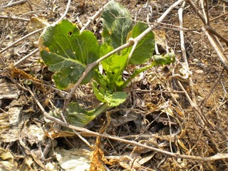 2012-04-17_komatsuna_tomato.JPG