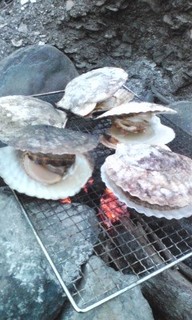 2012-08-11_hotate.jpg