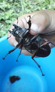 2012-08-18_kuwagata.jpg