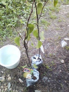 20120902_nashi1.jpg