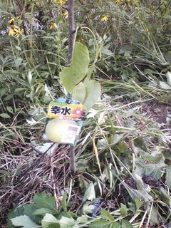 20120902_nashi2.jpg