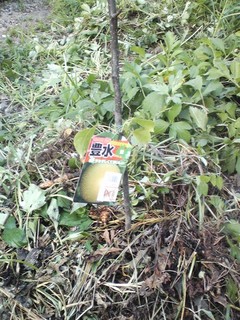 20120902_nashi3.jpg