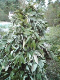 20120926_toilet_koya3.jpg