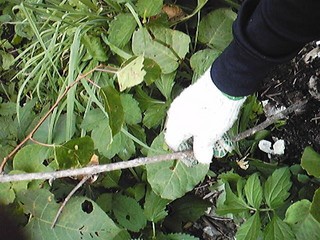 20120929_kokuwa_teisyoku.jpg