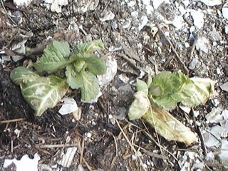 20130429_cabets.jpg