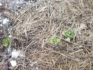 20130429_hakusai.jpg