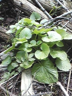 20130429_hawasabi.jpg