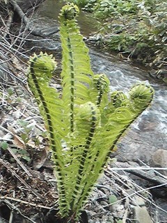20130512_kogomi.jpg