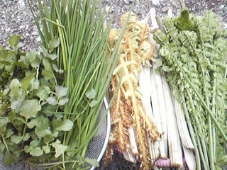 20130513_sansai_set.jpg