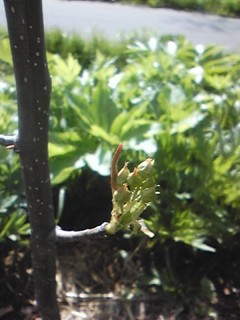 20130524_nashi_haname.jpg