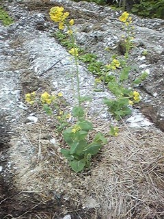 20130528_hakusai.jpg