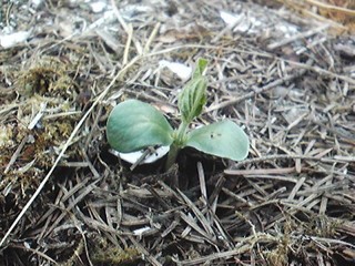 20130528_kabocha.jpg