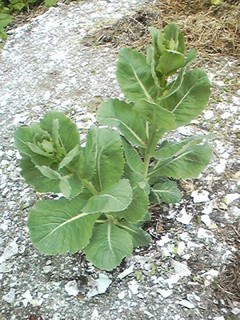 20130528_kyabetsu.jpg
