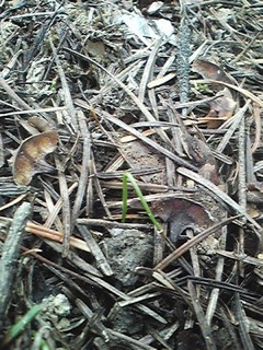 20130528_nira.jpg