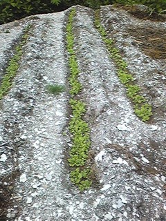 20130528_santosai.jpg