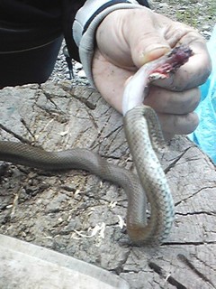 20130612_snake1.jpg