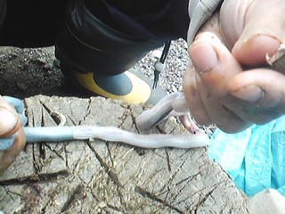 20130612_snake2.jpg