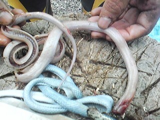 20130612_snake3.jpg