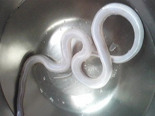 20130612_snake4.jpg