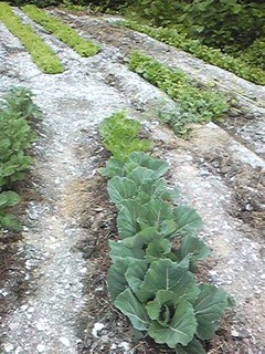 20130613_hatake.jpg