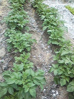 20130613_jagaimo.jpg