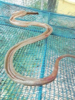 20130613_snake5.jpg