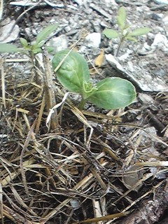 20130613_suica.jpg