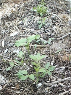 20130613_tomato_toramame.jpg