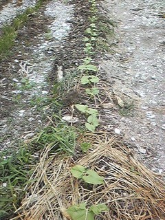 20130613_toramame.jpg