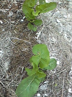 20130613_wasabi.jpg