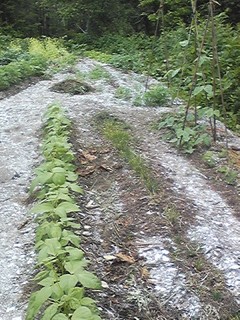 20130629_hatake1.jpg