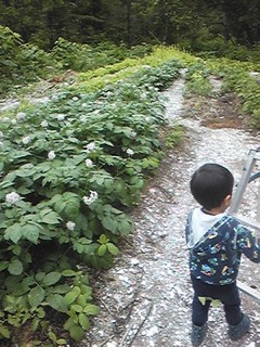 20130629_hatake3.jpg