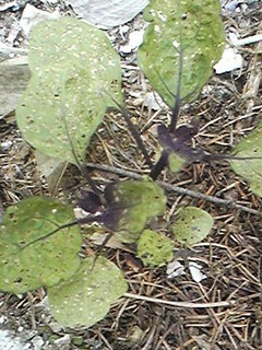 20130629_hatake4.jpg
