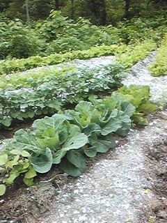 20130629_hatake5.jpg