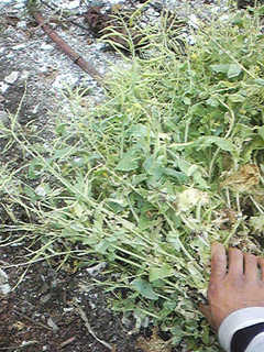 20130718_santosai2.jpg